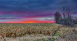 Cornfield Sunrise_46530-2